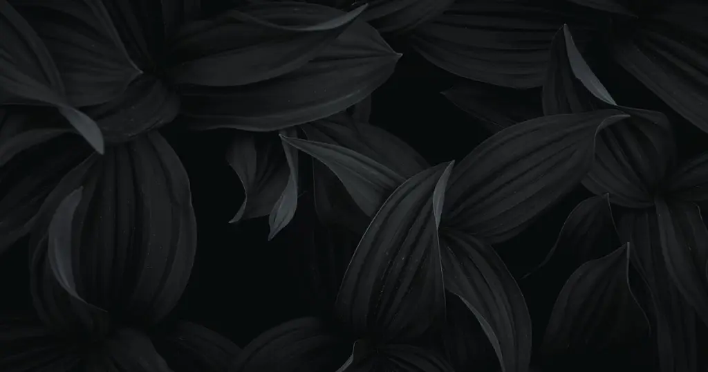 Close-up of dark black leaves with subtle texture, moody botanical aesthetic
