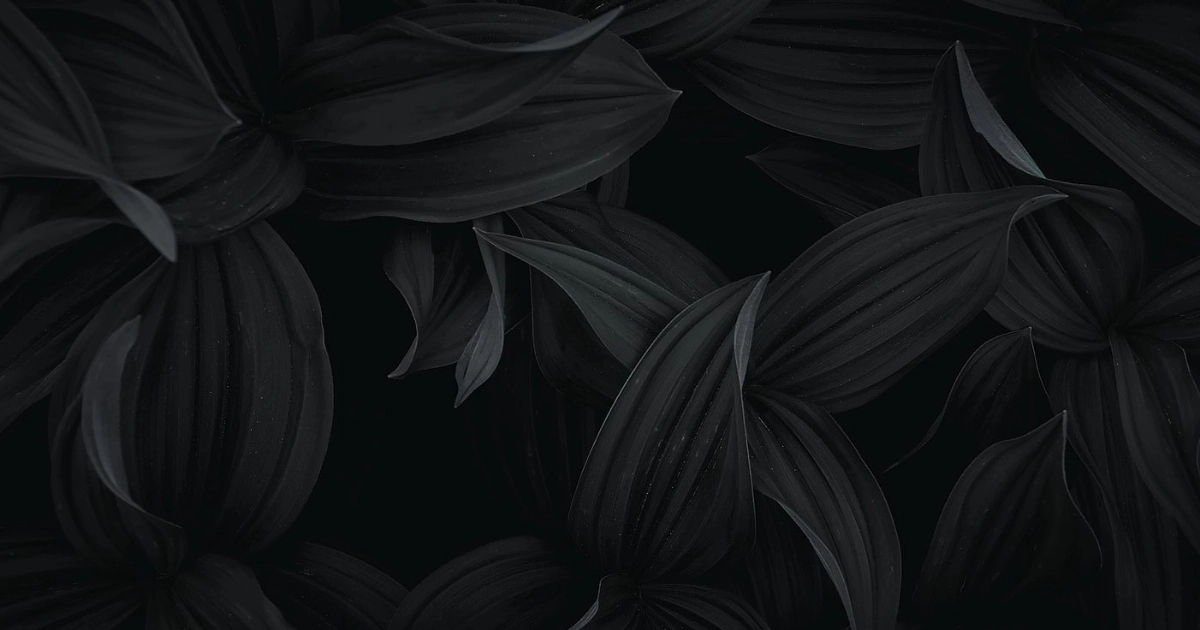 Close-up of dark black leaves with subtle texture, moody botanical aesthetic